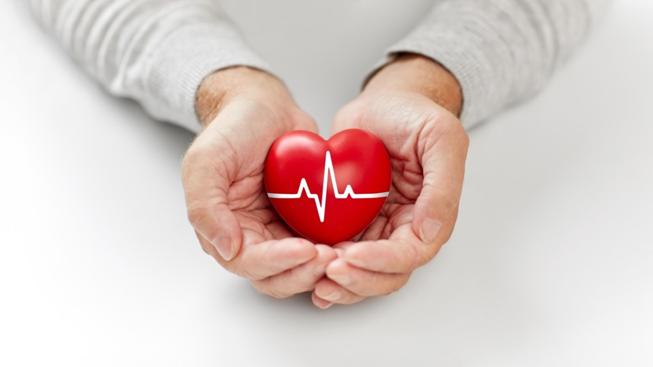 health, charity and people concept - close up of senior man holding red heart with ecg line in hands